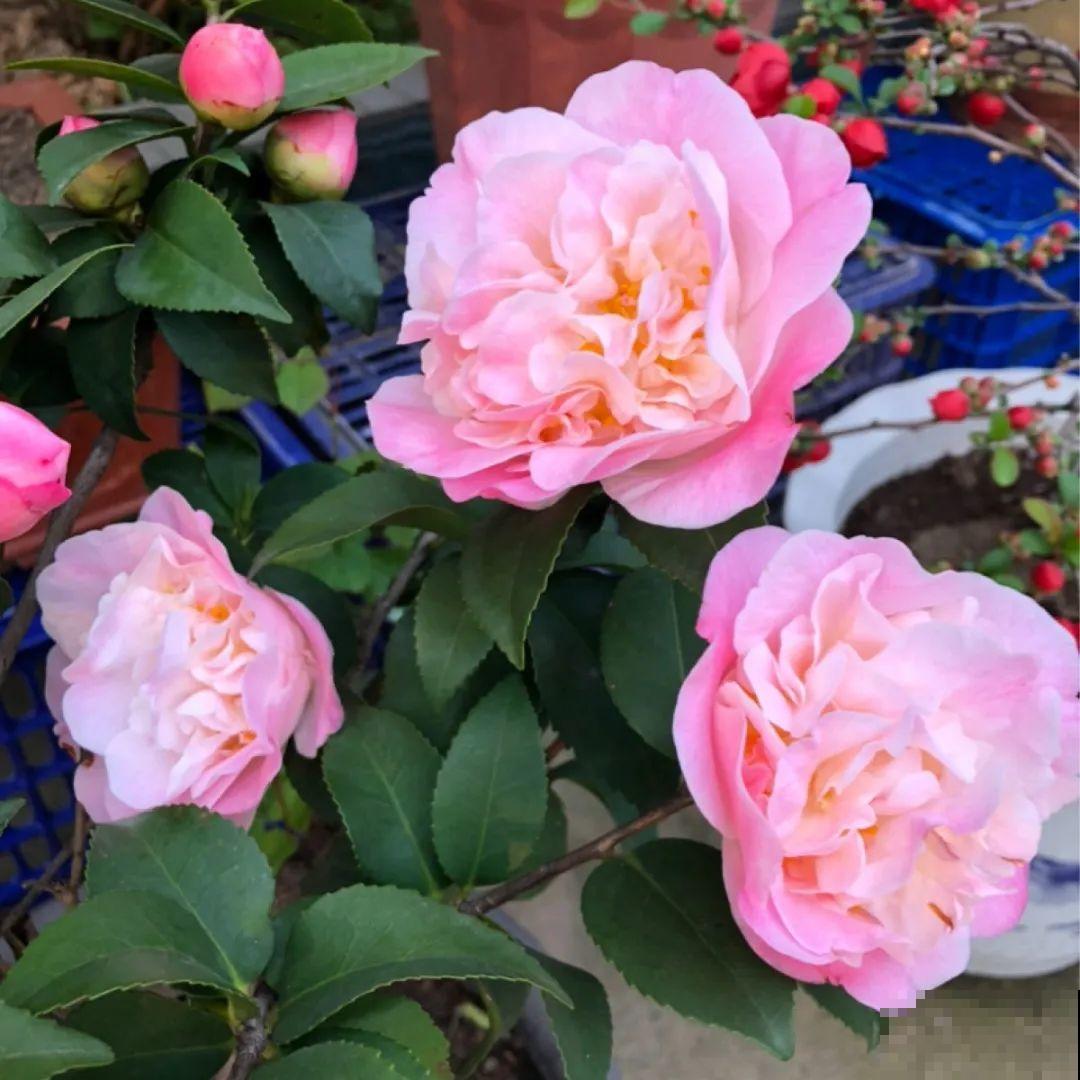 看图猜花名，100道题，测你的养花天分！