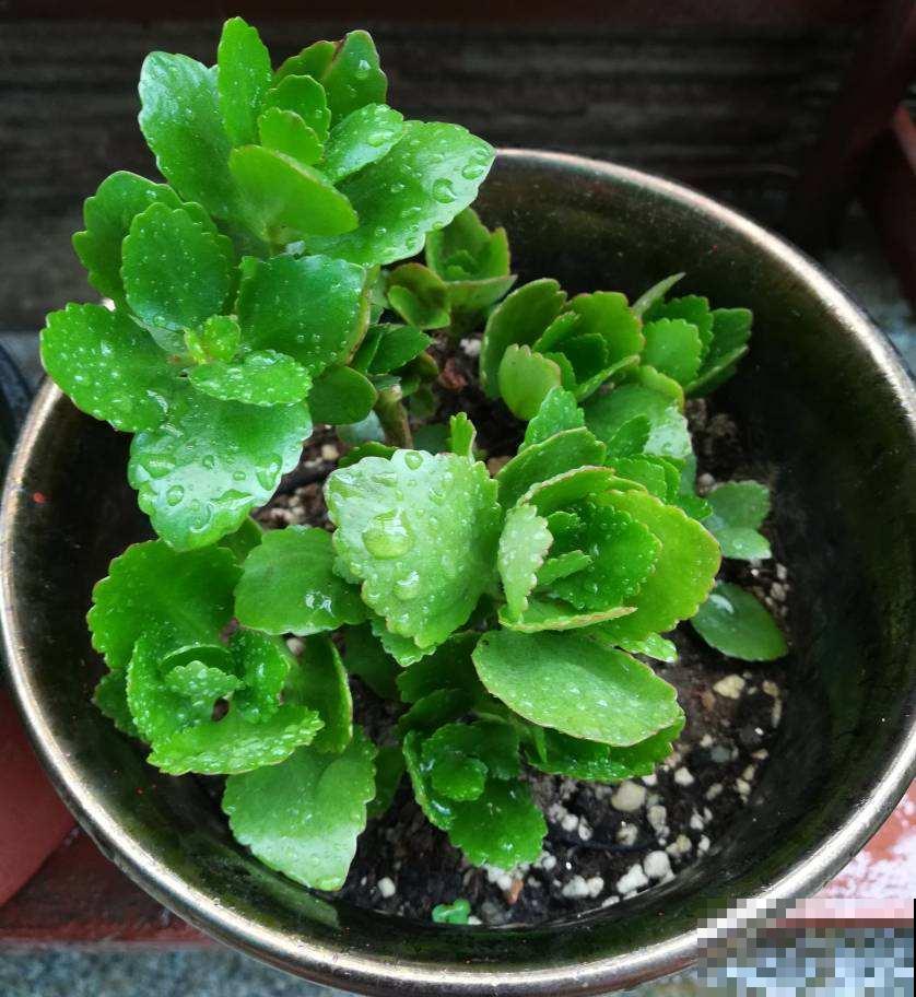 立秋养花,3个坑别踩,不然花全死了 立秋养花,3个坑别踩,不然花全死了