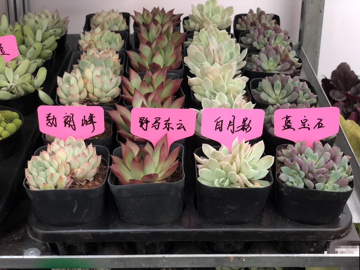 多肉越长越干瘪？掌握这些方法，让它重新肉嘟嘟！