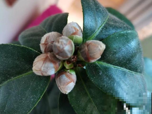 20种花,天凉了赶紧剪,来年开花有多又艳! 20种花,天凉了赶紧剪,来年开花有多又艳!