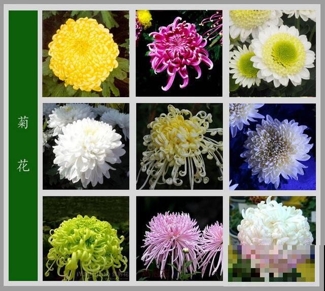 最齐全的《百花图谱》，珍藏起来，路边花都能叫上名！