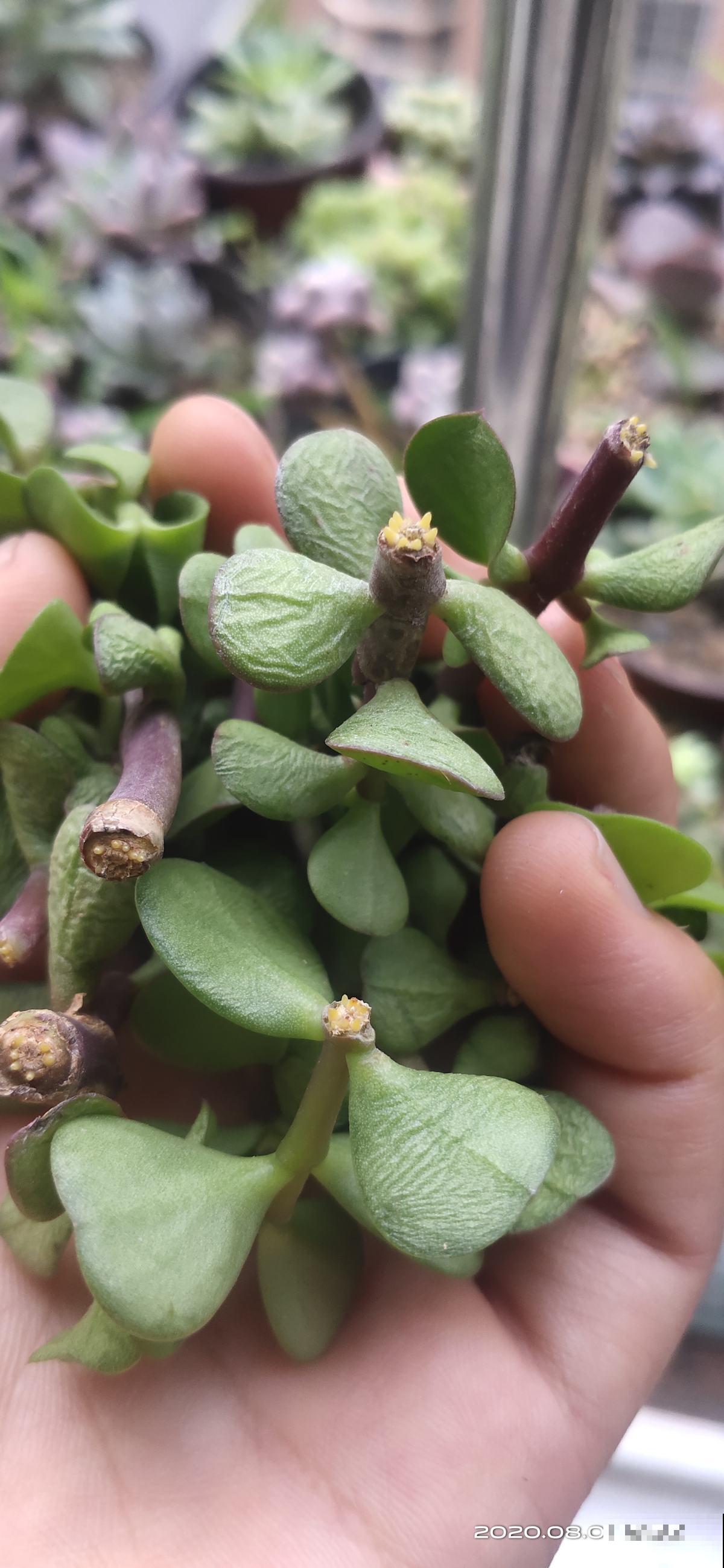 立秋养花,3个坑别踩,不然花全死了 立秋养花,3个坑别踩,不然花全死了