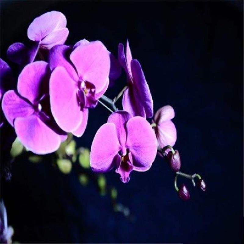 秋天养盆蝴蝶兰，种出年宵花，省钱到家了！