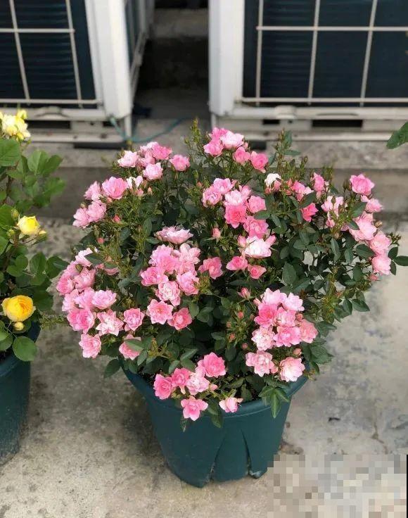 我在公司养300盆花，老板没批评，还帮忙拍照！