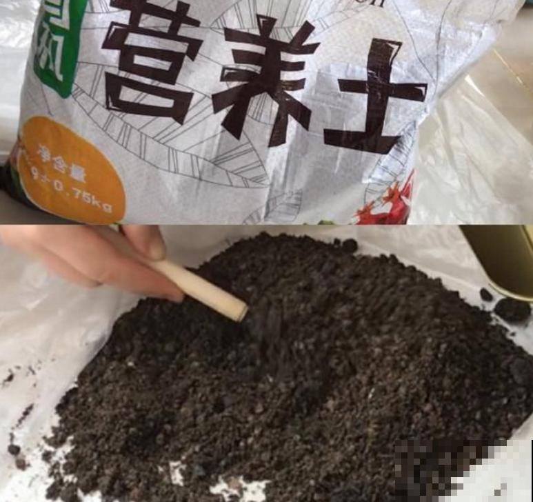 养花的旧土别乱用,3步改良,花卉旺得挤破盆! 养花的旧土别乱用,3步改良,花卉旺得挤破盆!