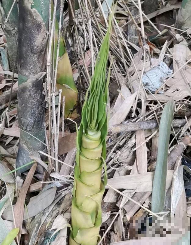16种奇花异草,随便挑一个,你都没见过! 16种奇花异草,随便挑一个,你都没见过!