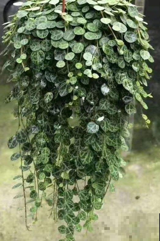 七夕快到了,植物也会秀恩爱?这波狗粮不能忍! 七夕快到了,植物也会秀恩爱?这波狗粮不能忍!