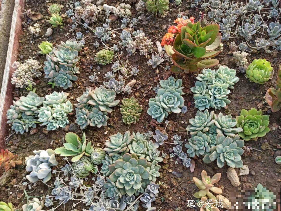 你扔的花,我捡回家,半个月起死回生! 你扔的花,我捡回家,半个月起死回生!