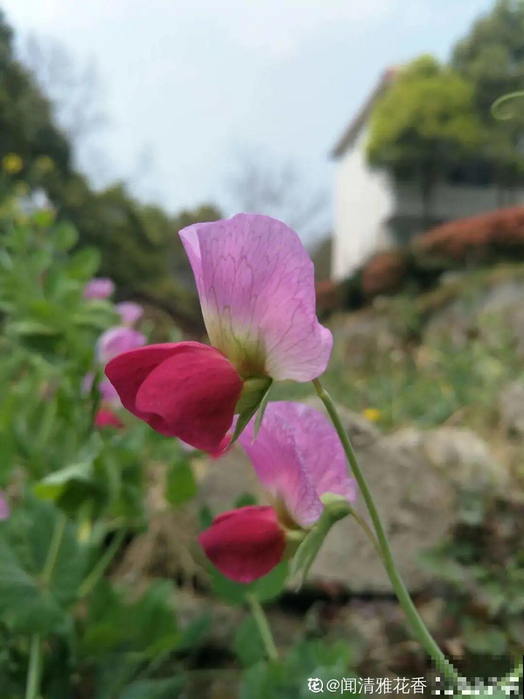 农村养出的“宝藏”花,精致可爱,一点也不土气! 农村养出的“宝藏”花,精致可爱,一点也不土气!