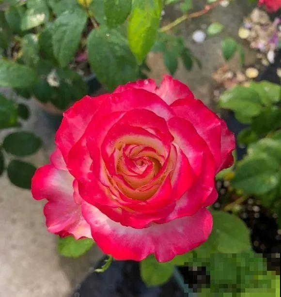 我在公司养300盆花，老板没批评，还帮忙拍照！