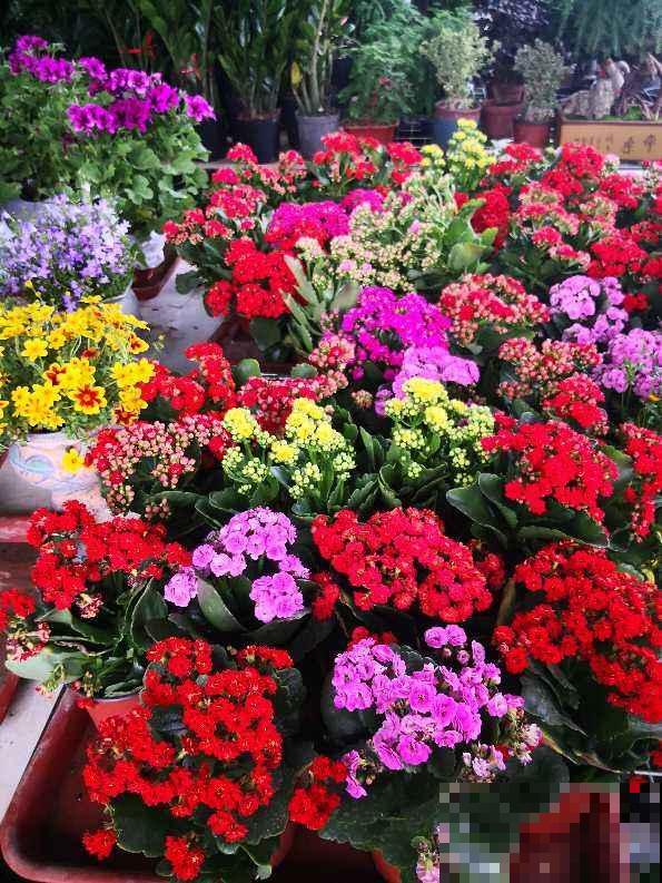 网购花买回家,5个要点要注意,不然花都死光了 网购花买回家,5个要点要注意,不然花都死光了