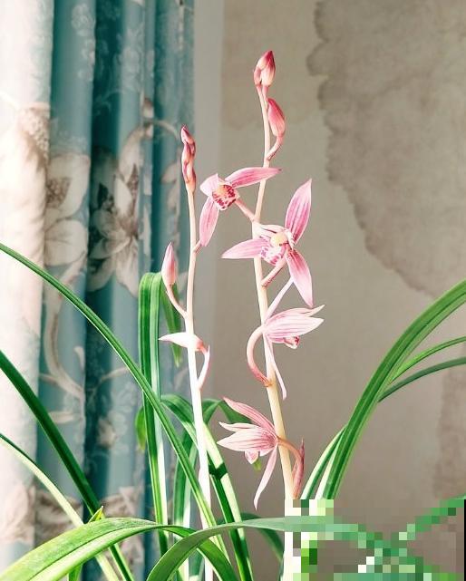 兰花入手的最佳时期,选这6个品种,便宜好活开花勤! 兰花入手的最佳时期,选这6个品种,便宜好活开花勤!