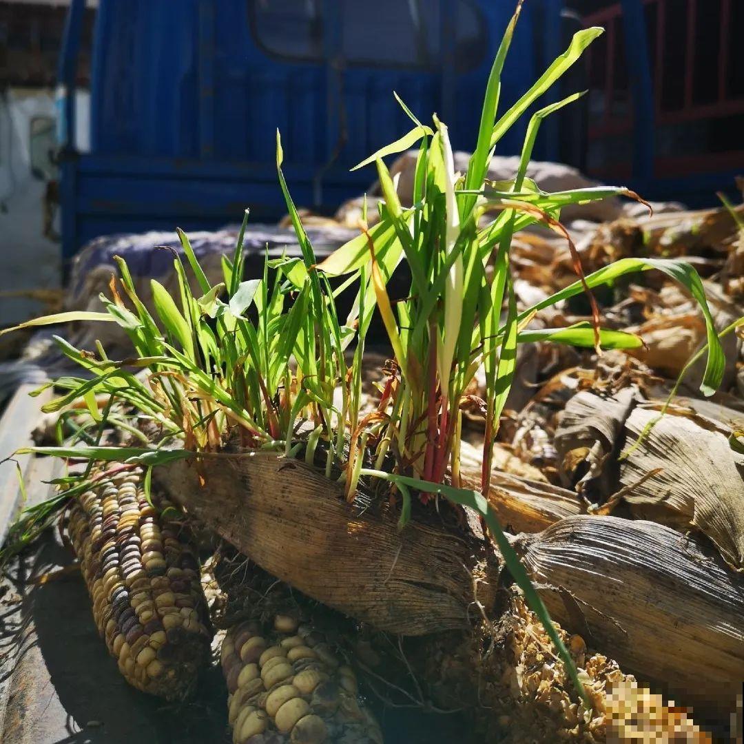 玉米地瓜，放久了自动变成盆栽，太好活了吧？