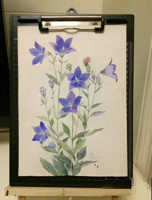 她家的花一开，就赶紧画成水彩画，比真花还美！