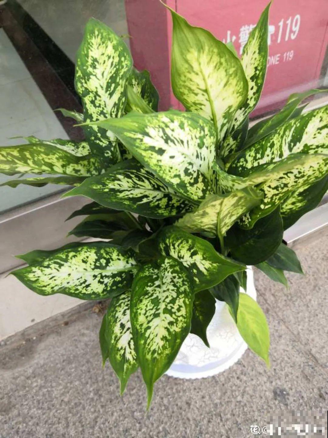 卧室养花要警惕，选不对，让你整夜睡不着！