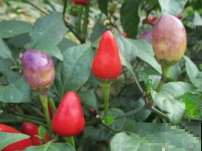 一盆五彩椒，结果好几斤，再也不用买辣椒！