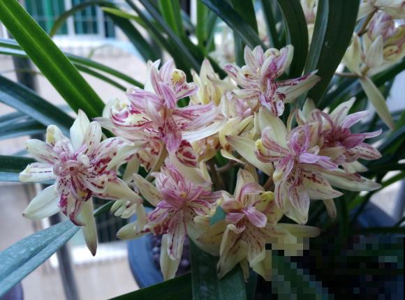 兰花入手的最佳时期,选这6个品种,便宜好活开花勤! 兰花入手的最佳时期,选这6个品种,便宜好活开花勤!