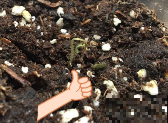 餐巾纸养花,成功率100%,简单又实用! 餐巾纸养花,成功率100%,简单又实用!