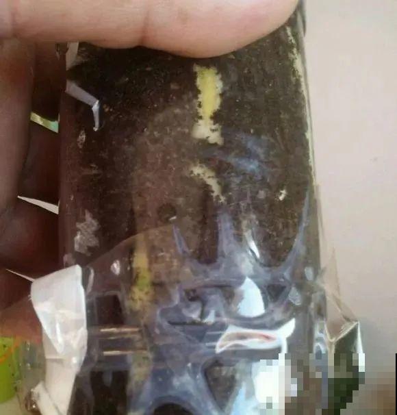 龟背竹长出长鞭子，连着茎一块砍下来，种土里就能活