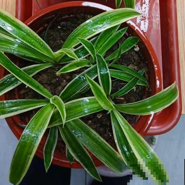 8种花换盆,换好了生一堆,换错立马死! 8种花换盆,换好了生一堆,换错立马死!