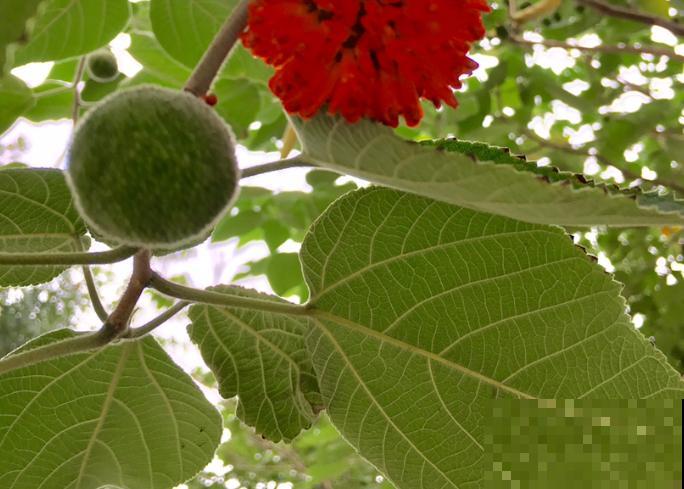构树全身都是宝,花穗和果子都能吃,叶子还能洗碗! 构树全身都是宝,花穗和果子都能吃,叶子还能洗碗!