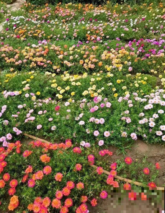 种花赚钱？要是有块地，真的发财了！