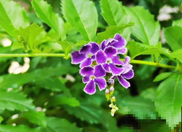 “紫美人”蕾丝金露花,紫得发亮,养成花帘美爆了! “紫美人”蕾丝金露花,紫得发亮,养成花帘美爆了!