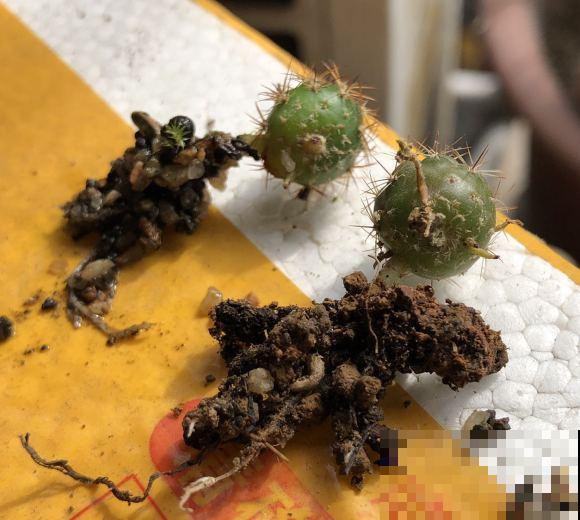 小众冷门仙人球,开花美过荷花,勤花又好养! 小众冷门仙人球,开花美过荷花,勤花又好养!