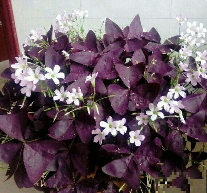 酢浆草不是三叶草,傻傻分不清?叫错名字惹笑话! 酢浆草不是三叶草,傻傻分不清?叫错名字惹笑话!