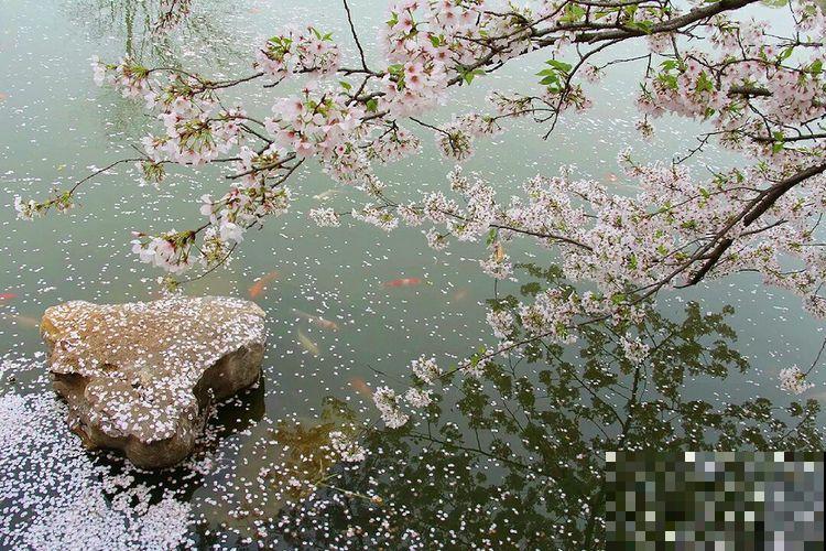 养花人都有个田园梦:一处小院,繁花盛开! 养花人都有个田园梦:一处小院,繁花盛开!