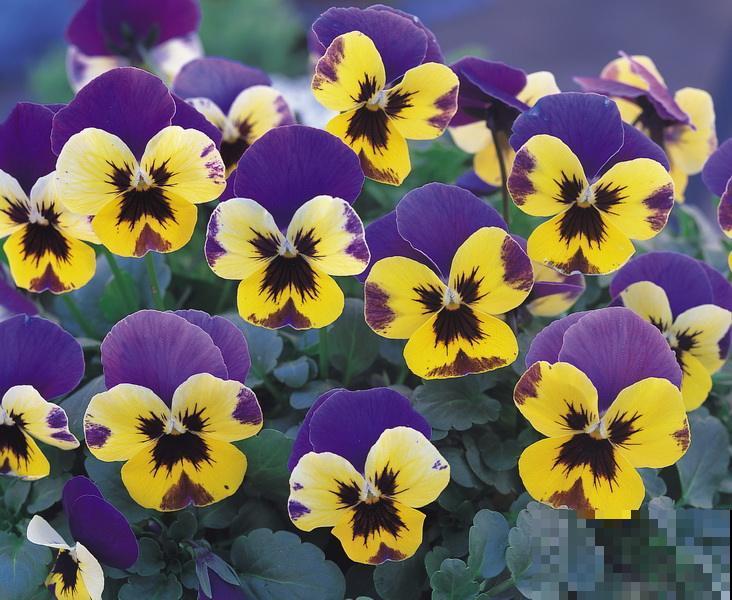 5种名字叫蝴蝶的花，全认识的没几个，最后一种长得太像了！