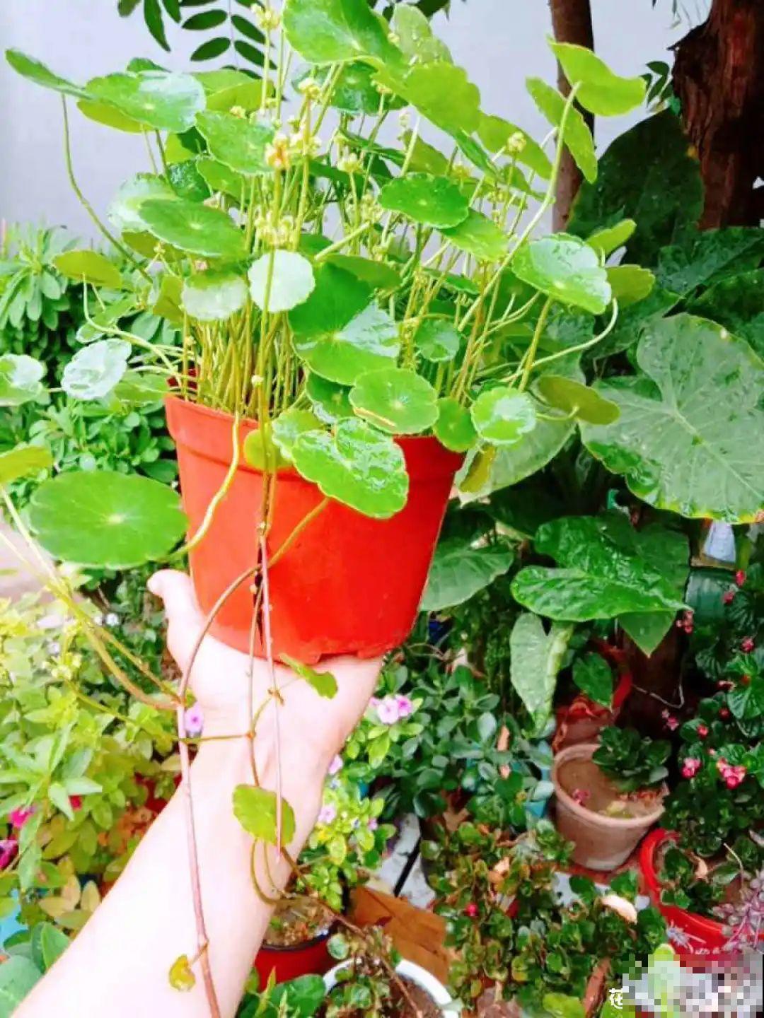 养花最重要的就是选花盆，花盆选错了，花都长不好