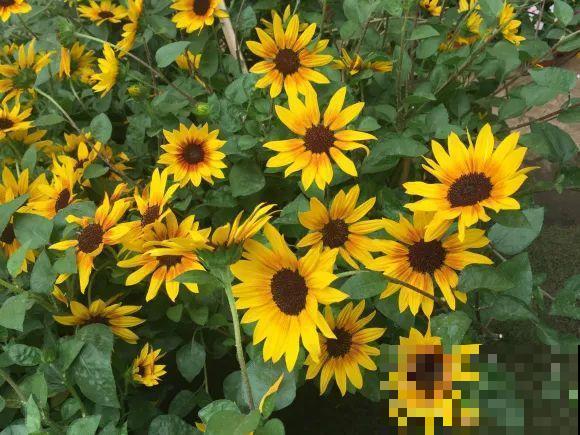 秋天的院子,养点喜欢的花,乐得自在 秋天的院子,养点喜欢的花,乐得自在