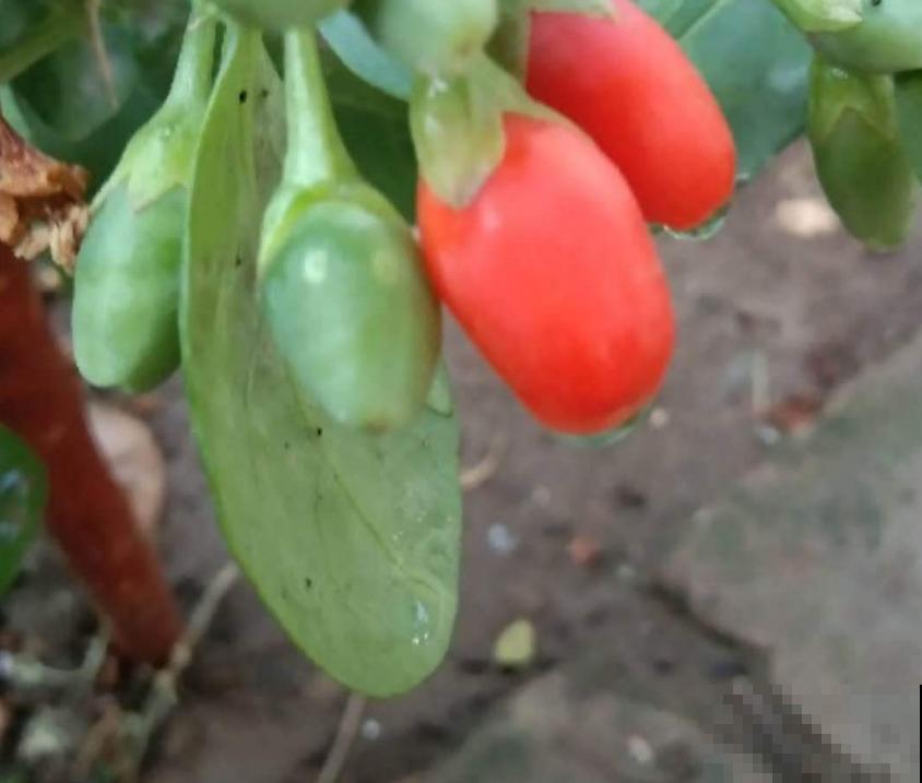 枸杞特好养，种子一埋，小红果挂满枝头！