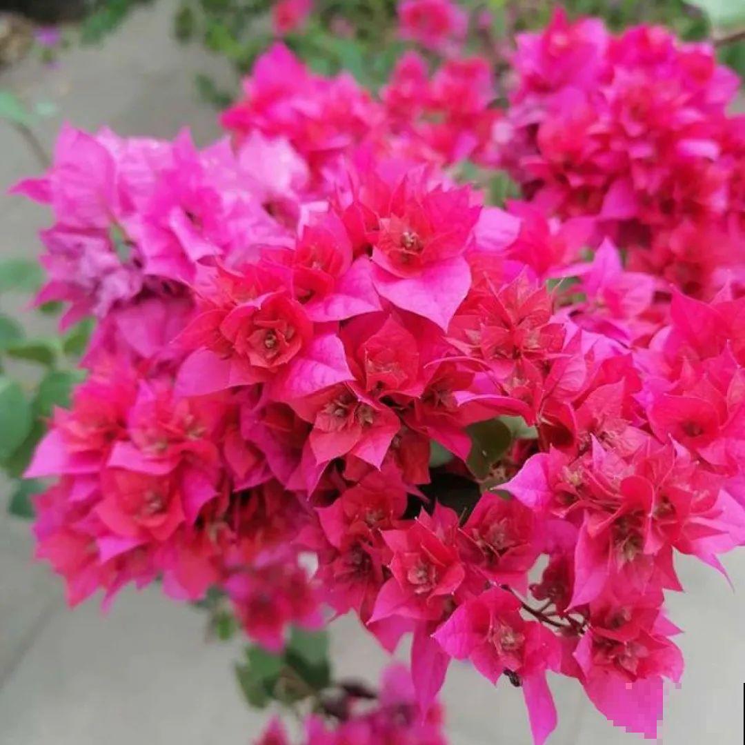 看图猜花名，100道题，测你的养花天分！