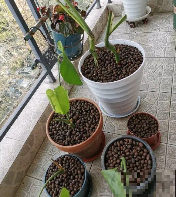 8种花换盆,换好了生一堆,换错立马死! 8种花换盆,换好了生一堆,换错立马死!