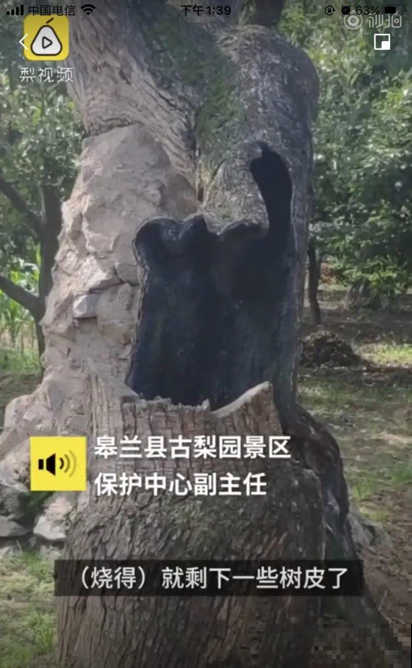407岁古树，熊孩子玩火烧坏，只剩树皮还能活？