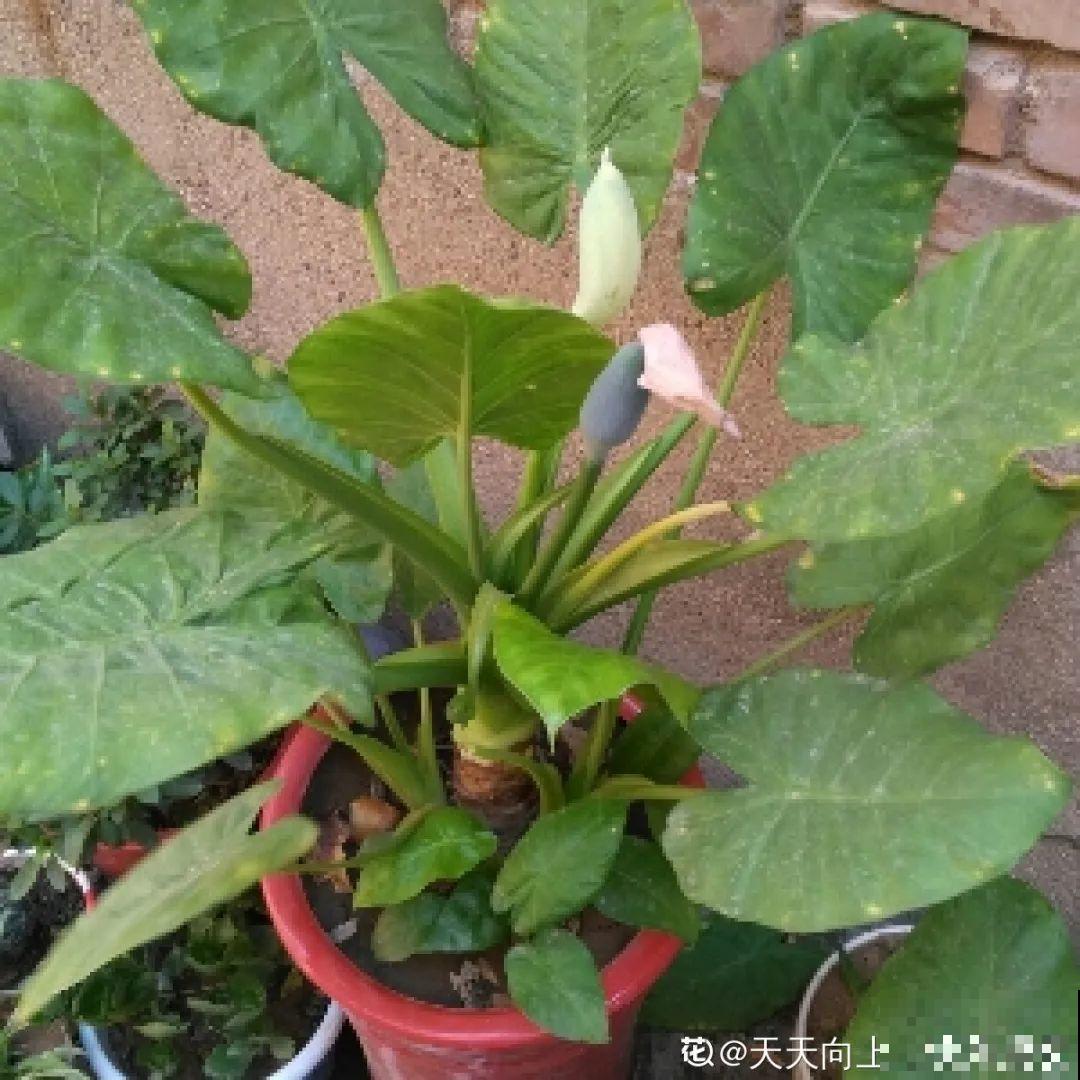 罂粟花不能随便种,私自种植,就得薅光 罂粟花不能随便种,私自种植,就得薅光