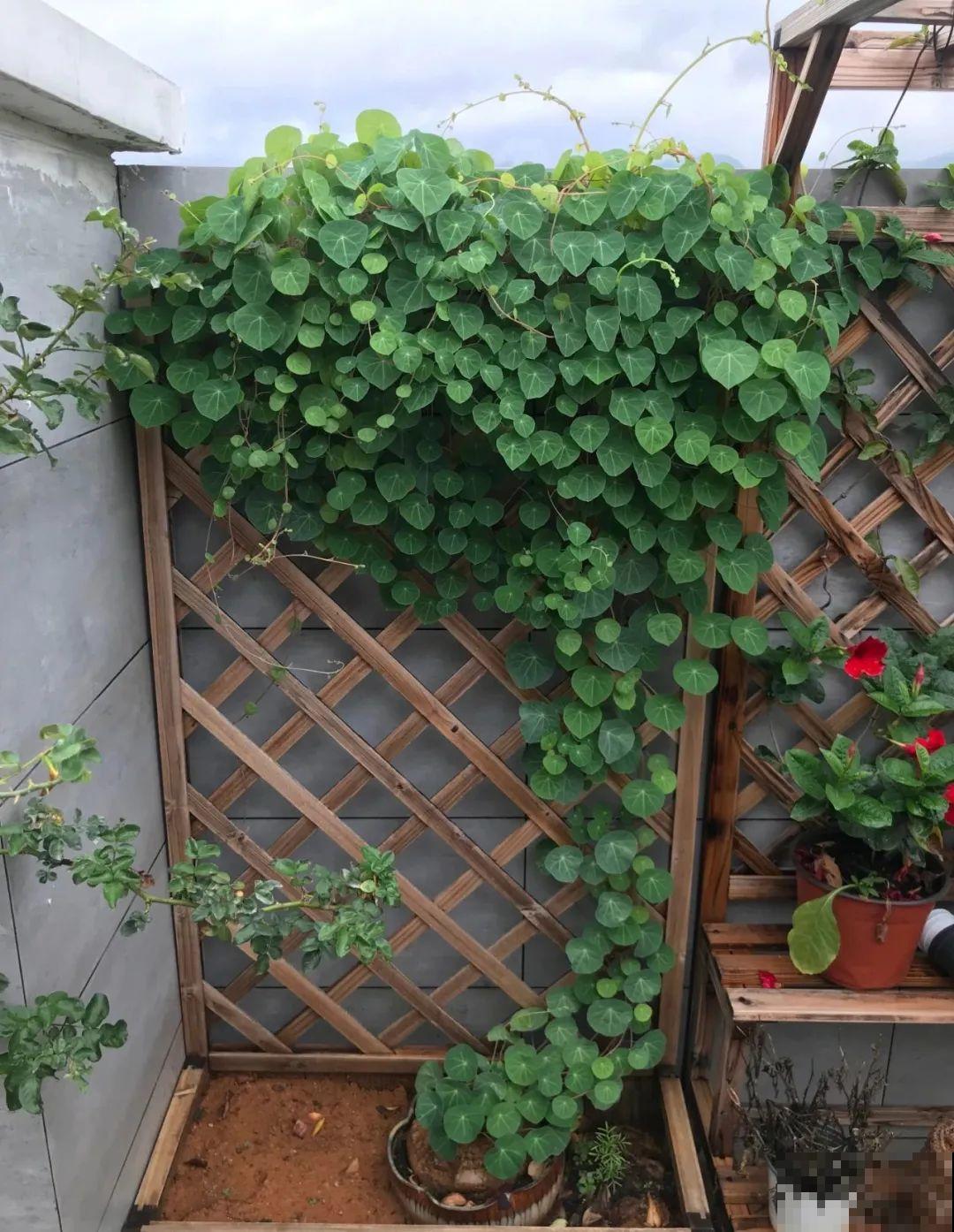 8根筷子绑一起,2个月变老桩,让你爱不释手! 8根筷子绑一起,2个月变老桩,让你爱不释手!