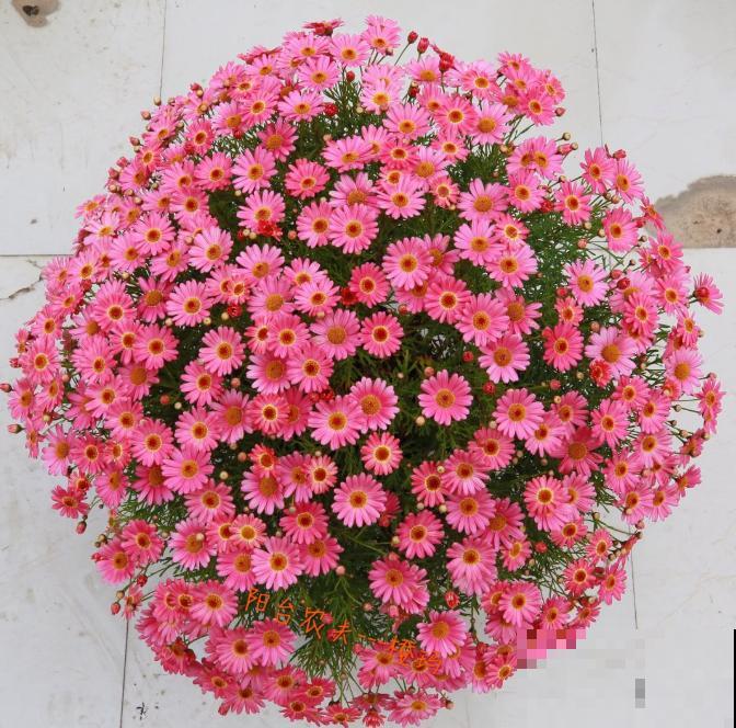 入秋后更适合养草花,一盆能开上百朵,便宜又好养! 入秋后更适合养草花,一盆能开上百朵,便宜又好养!