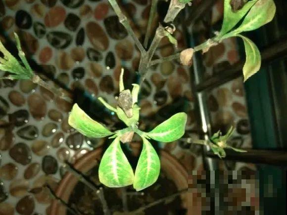 现在开始，这10种花不能剪，剪了开花难！