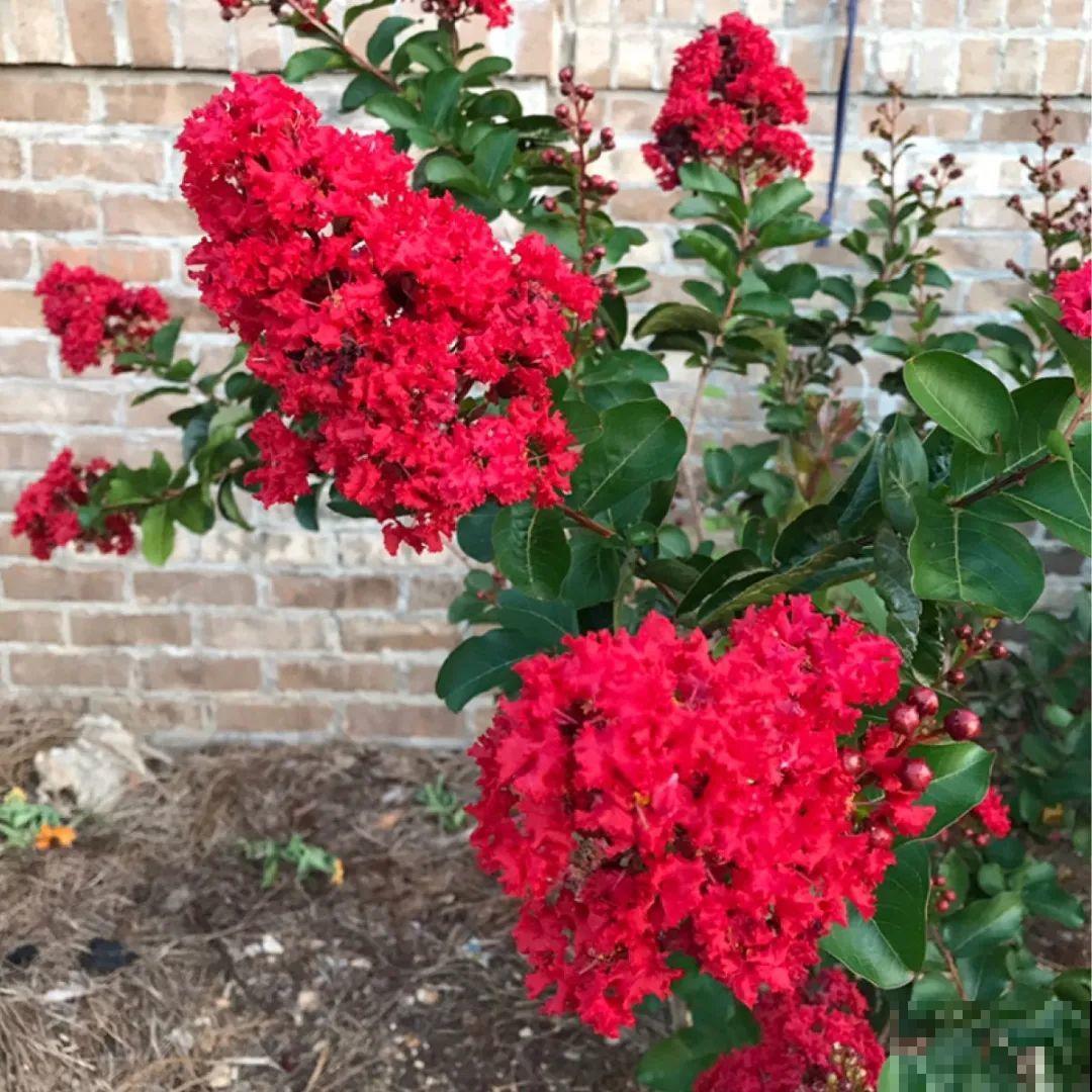 看图猜花名，100道题，测你的养花天分！