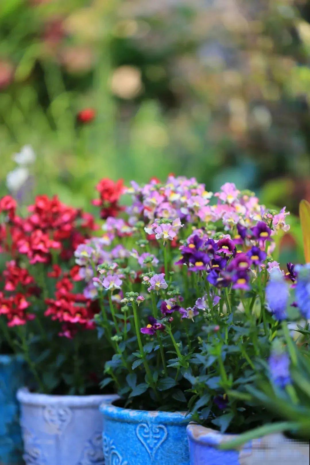 阳台新宠龙面花,花量超大颜色多,四季都开不停! 阳台新宠龙面花,花量超大颜色多,四季都开不停!