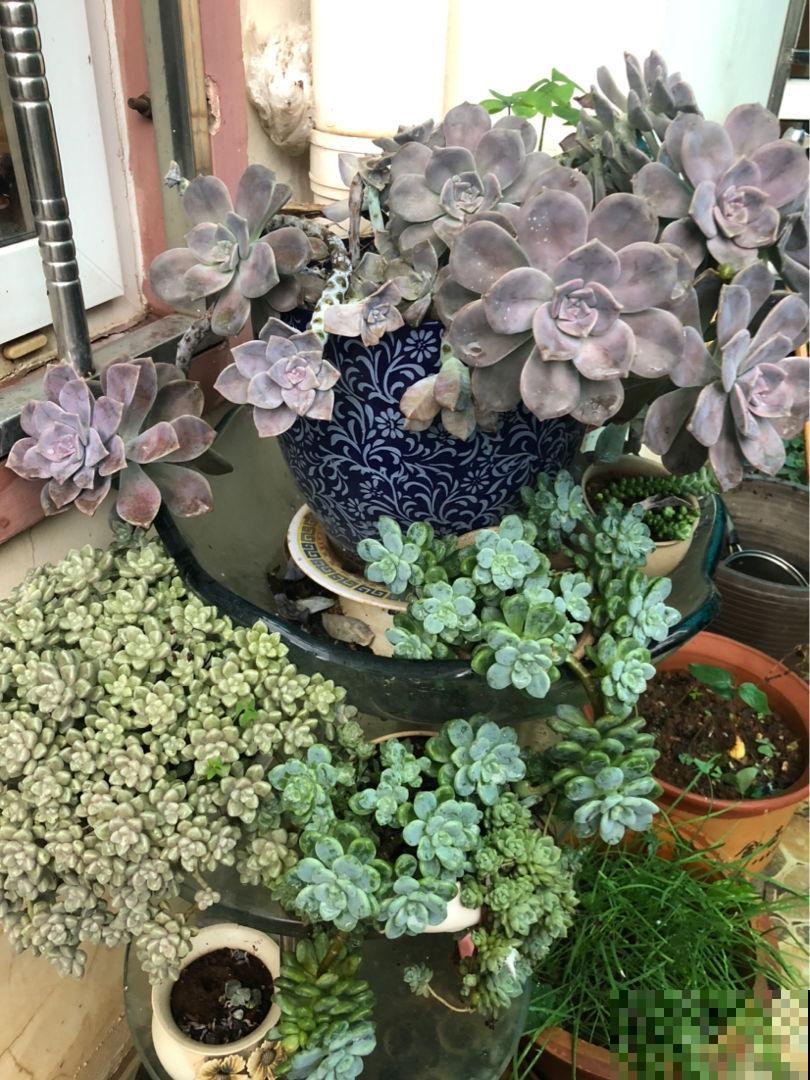 多肉度夏后,剪一刀消消毒,安全度过秋老虎 多肉度夏后,剪一刀消消毒,安全度过秋老虎