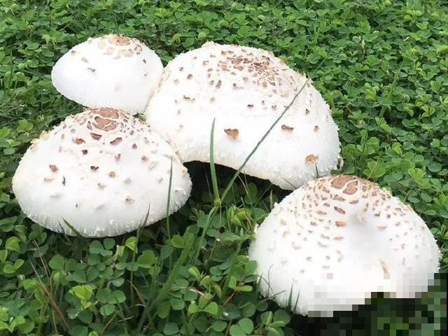 20种毒蘑菇，遇到千万别碰，贪吃必送医院！