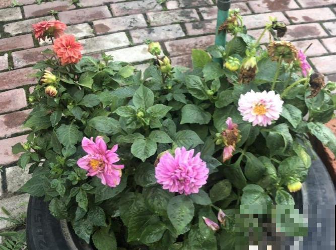 现在给大丽花剪一剪，到秋天，花朵开得比碗大！