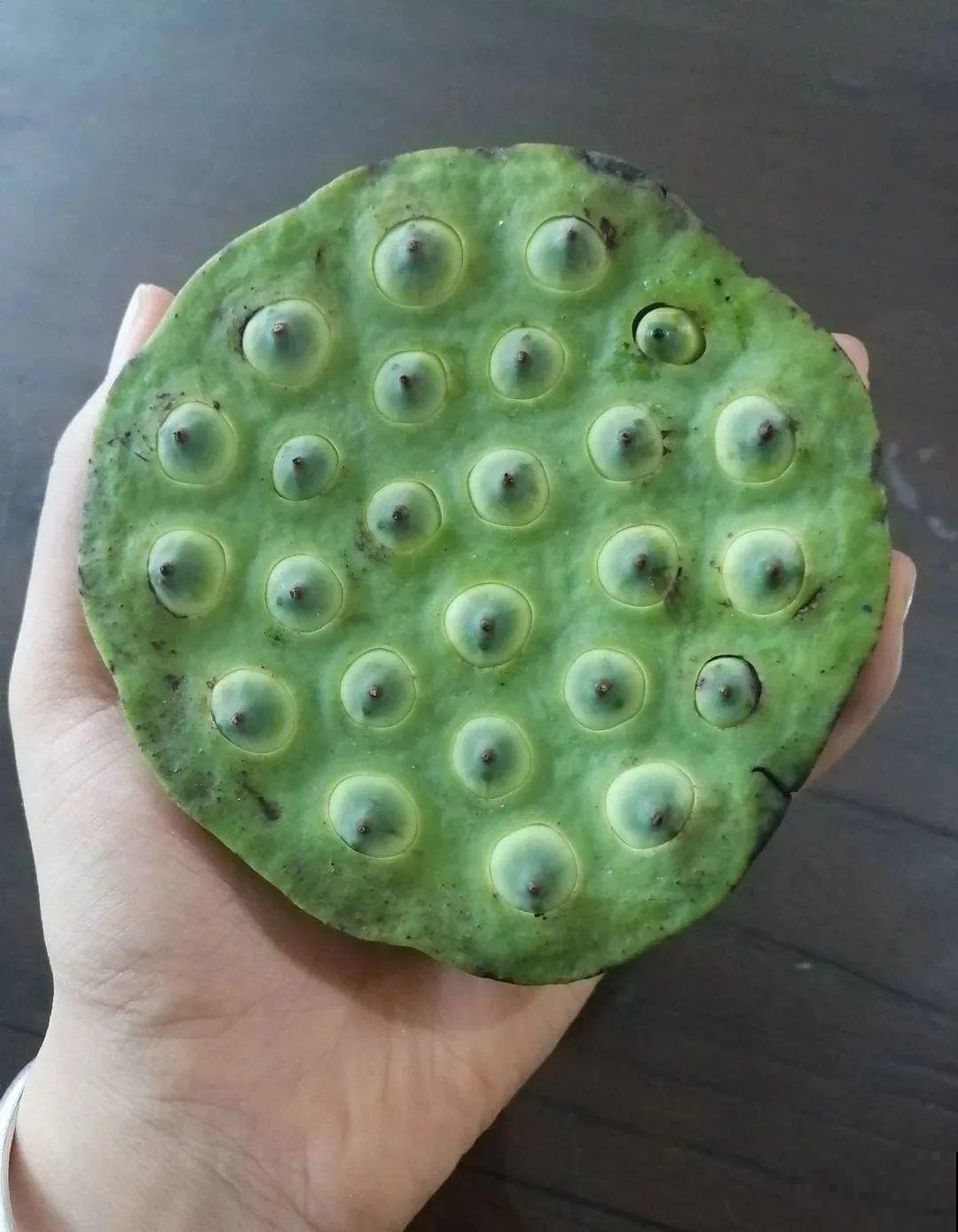 荷花全身都是宝,怎么吃都好吃,夏天清热又败火! 荷花全身都是宝,怎么吃都好吃,夏天清热又败火!