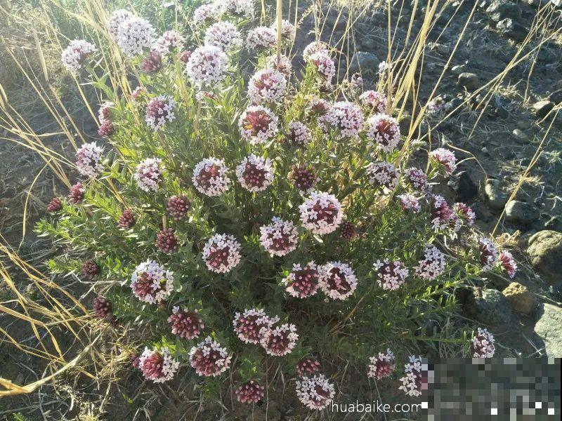 20种有毒花,出门别乱摘,有小孩的特别注意 20种有毒花,出门别乱摘,有小孩的特别注意