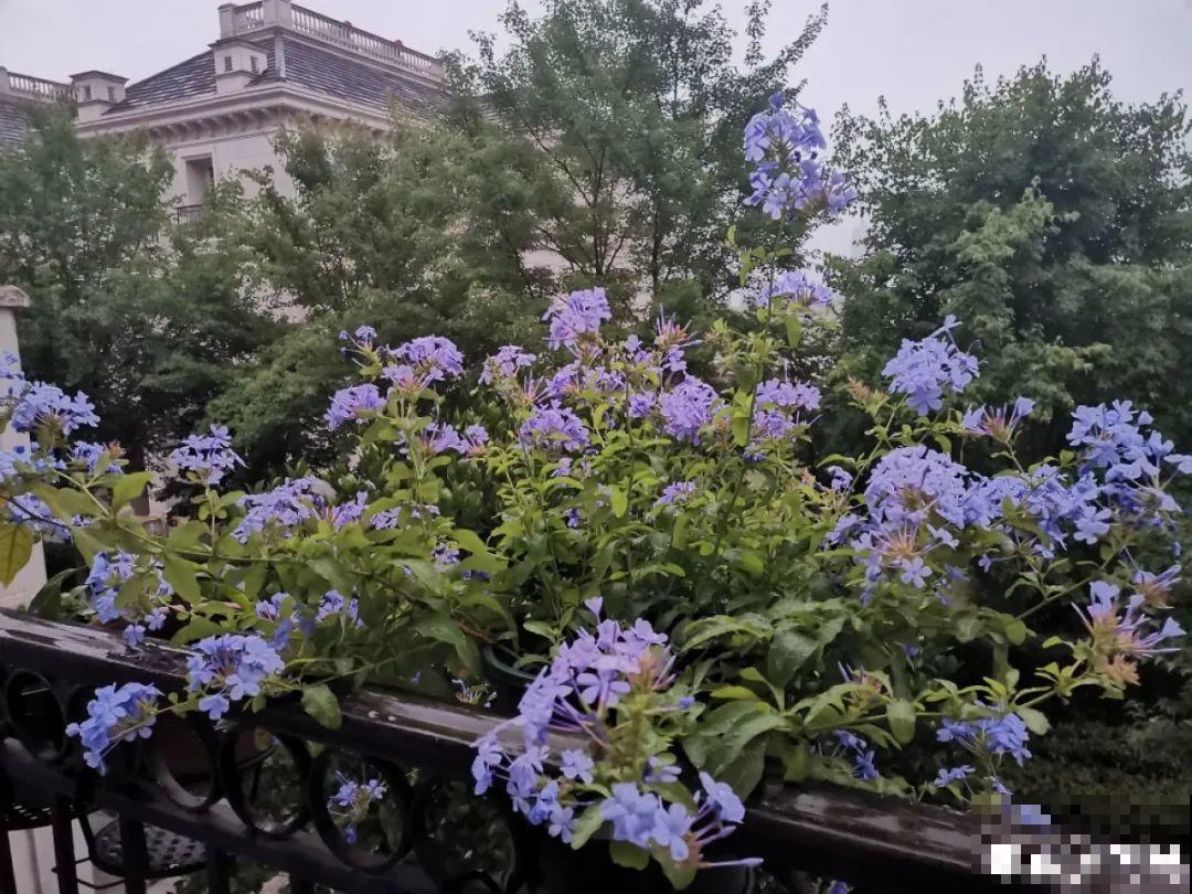 夏天的耐晒开花机器，越热开花越多，家里有一棵就够了！