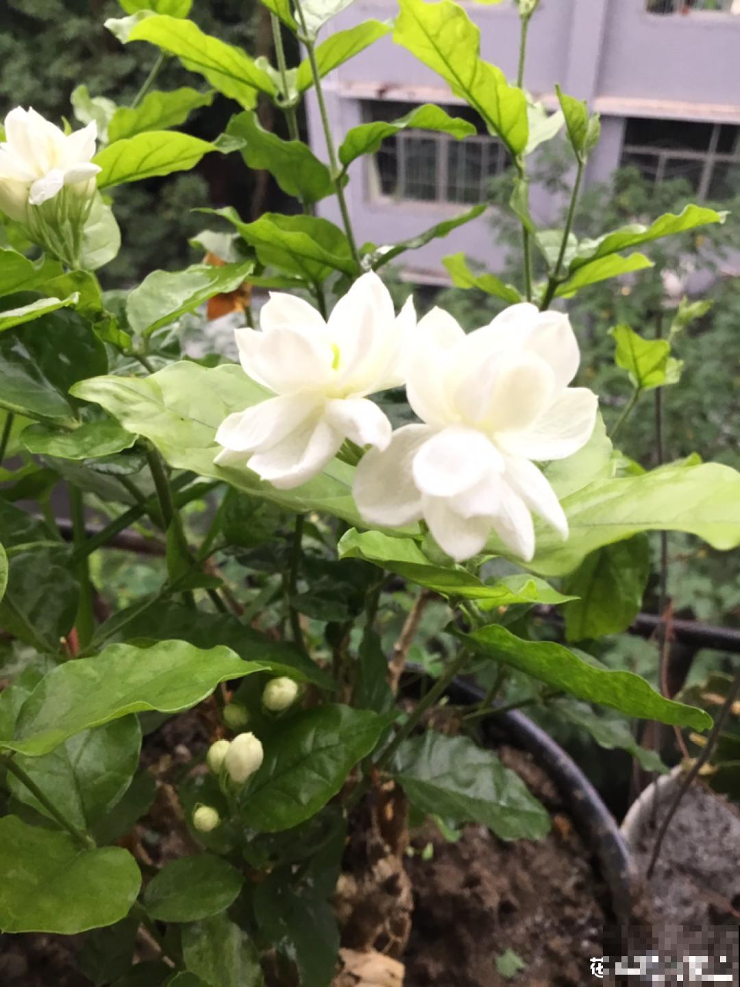 家里养3种花,最怕遇见这个,抓紧避免才能疯长! 家里养3种花,最怕遇见这个,抓紧避免才能疯长!